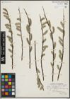 Foto von Salix planifolia Pursh